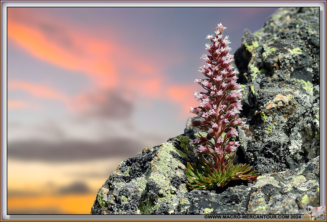 Saxifrage florulenta Moretti